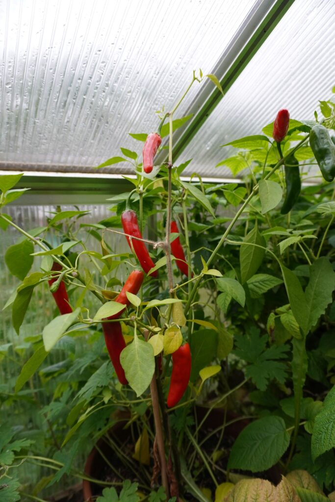 Chilipflanze für Chili ganzheitlich nutzen