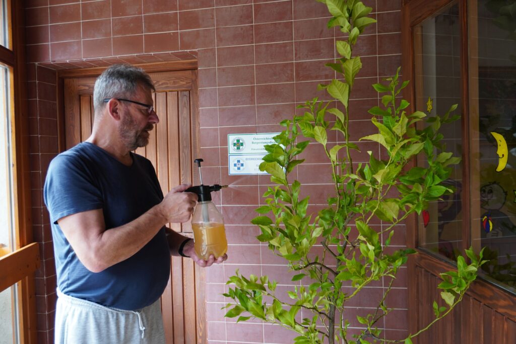 Rudi spritzt den Zitronenbaum mit dem Chili Knoblauch Konzentrat aus Chili ganzheitlich nutzen