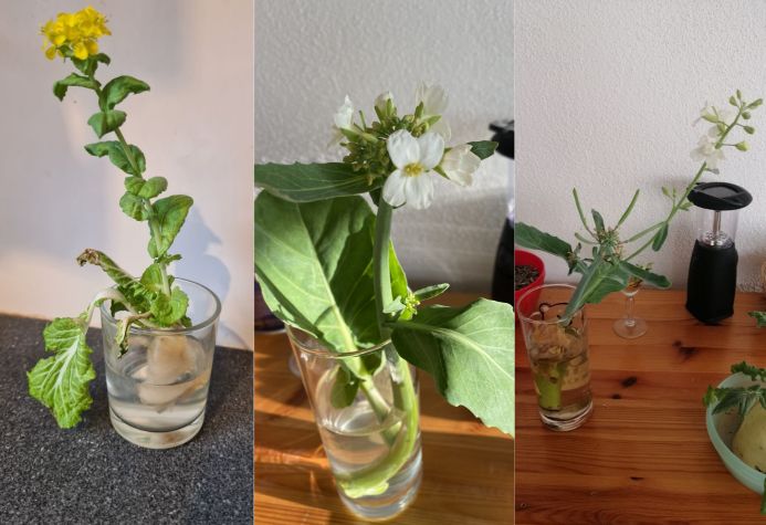 Chinakohl im Glas der Austreibt, Blüten macht und Samen für Microgreens produziert