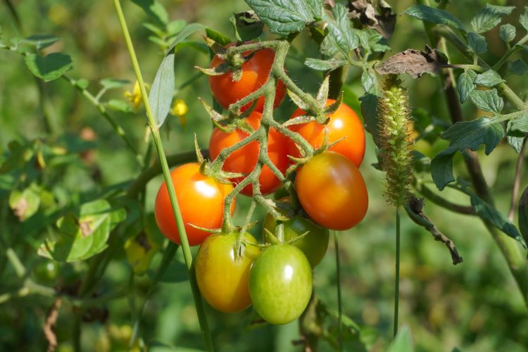 Ein Bild von Cherrytomaten zum Thema Tomaten kreuzen
