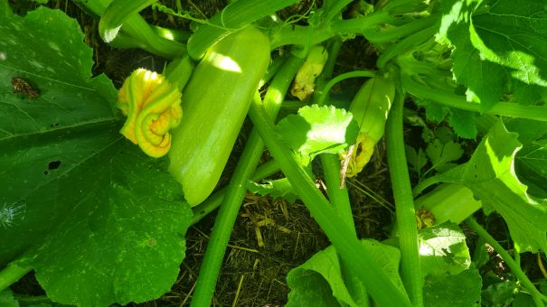 Das Bild zeigt die Zucchini direkt an der Pflanze.
