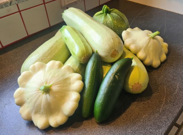 Unsere Zucchinischwemme hält jetzt schon 3 Wochen an. Das Bild zeigt ein Foto mit unterschiedlichen Zucchini Sorten, Gurken und Kürbissen.